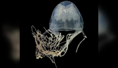 New species of venomous box jellyfish discovered off the coast of Sentosa