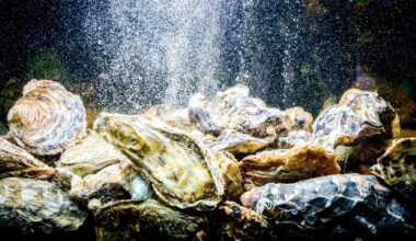 Could future astronauts use oysters as water filters? Here's why one company thinks so