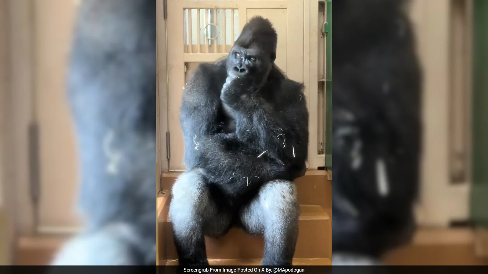 Viral Gorilla Kiyomasa, Watch: Gorilla's Human-Like Reaction After Fight With Mate Wins Internet
