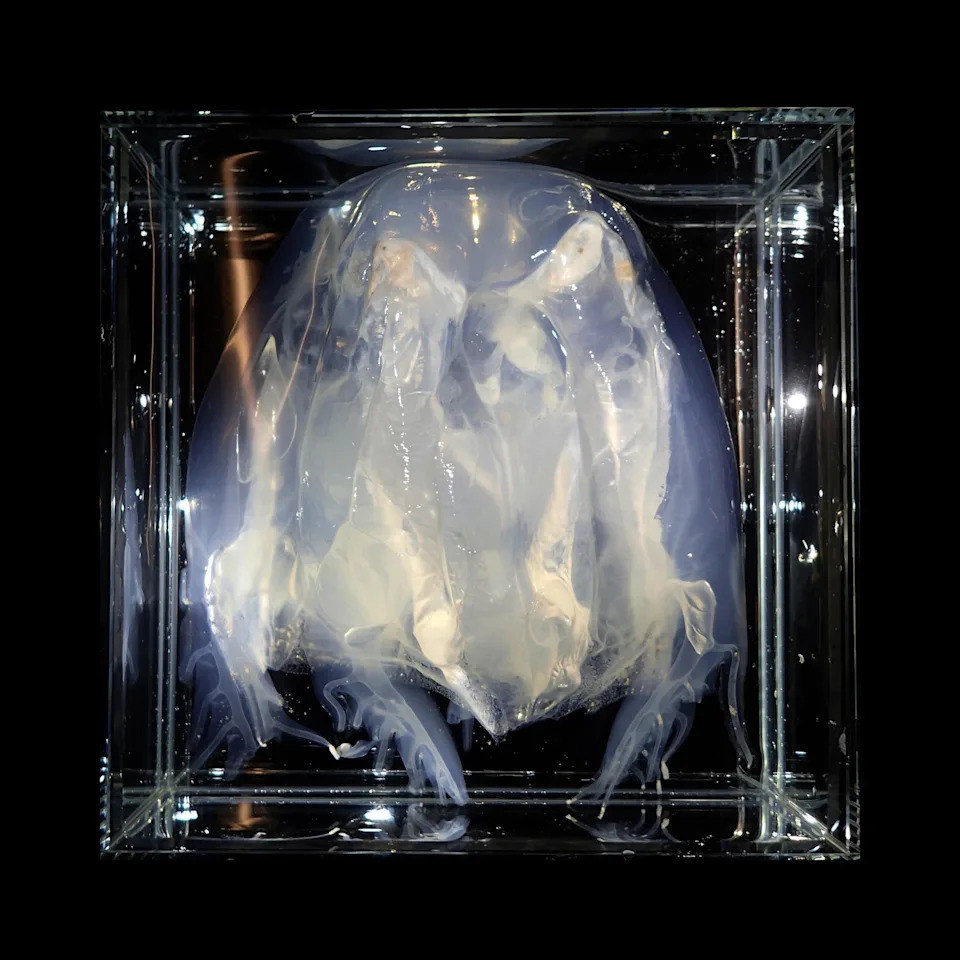 Chironex indrasaksajiae, a species of jellyfish usually found on the coasts of Thailand, has now been discovered in Singapore for the first time.