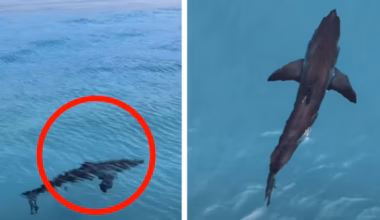 Drone footage captures huge shark metres from NSW shore