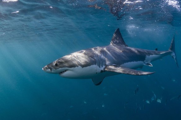 Shark attacks have increased in number in Australia, but Victoria has been fatality-free for decades.