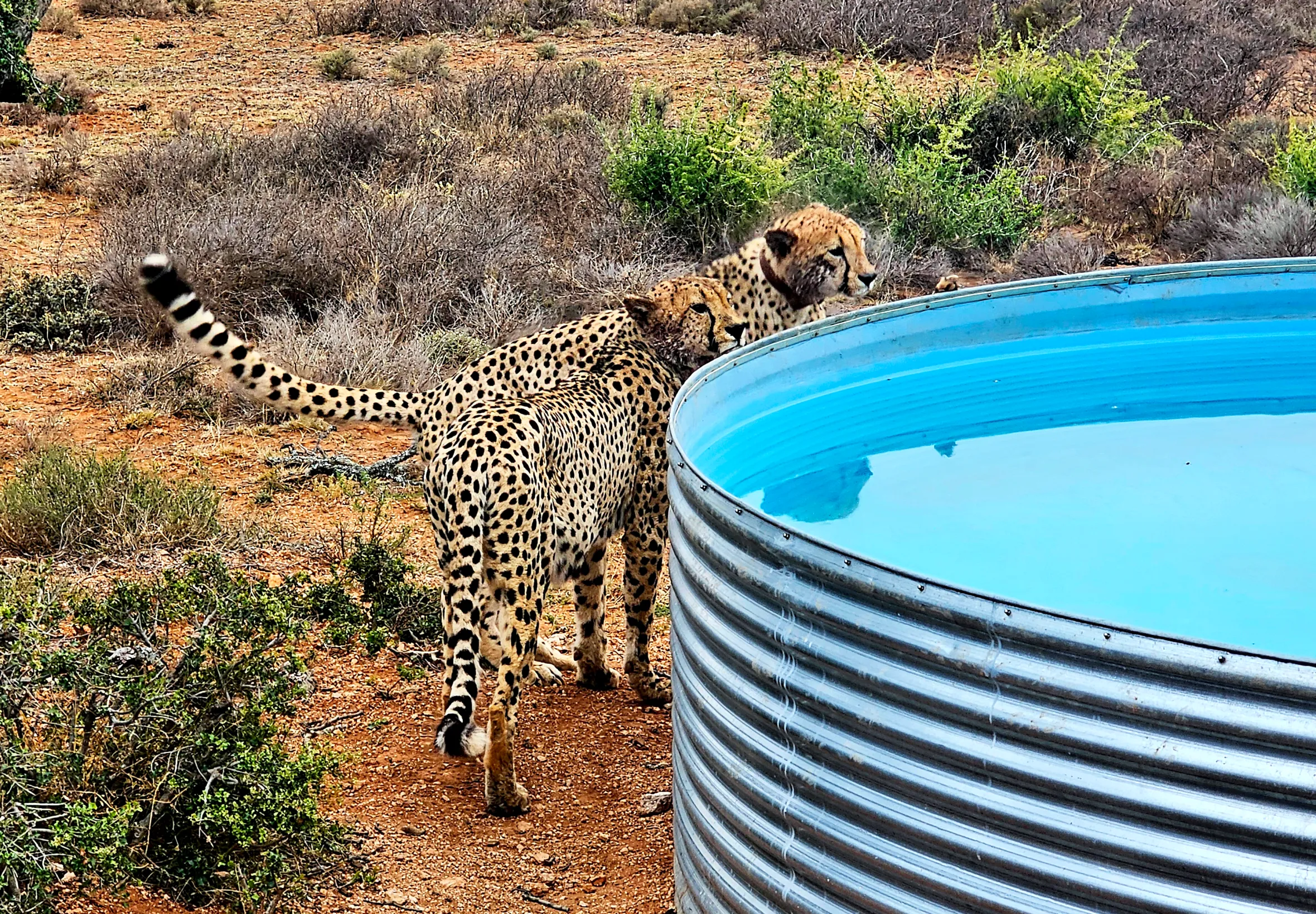 Two cheetahs investigating a plunge pool at Samara in the Great Karoo, South Africa