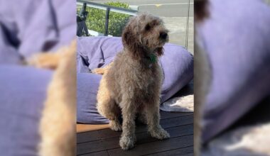 Beloved family dog dies after being mauled while on walk - Stuff