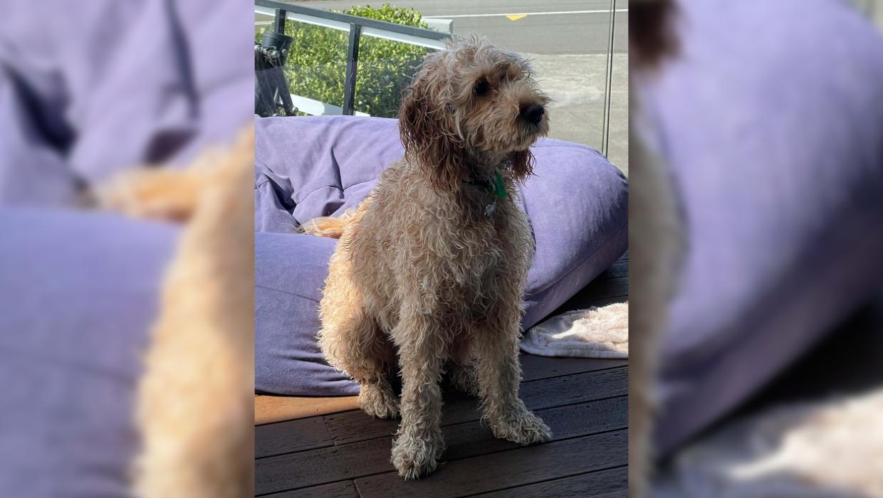 Beloved family dog dies after being mauled while on walk - Stuff