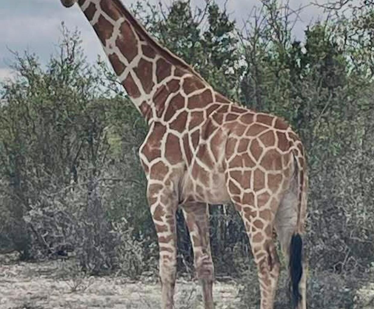 A giraffe named Gracie escaped in Texas. No one can seem to find her - Stuff