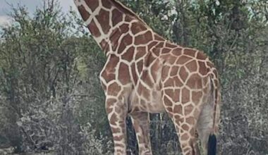 A giraffe named Gracie escaped in Texas. No one can seem to find her - Stuff
