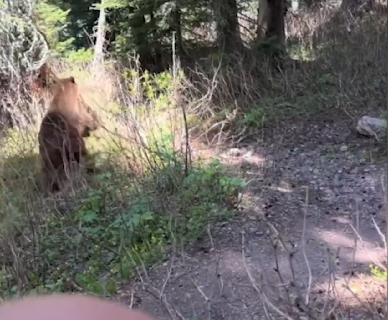 Watch: Kiwi hiker’s grizzly bear encounter caught on camera, ‘holy heck!’ - Stuff