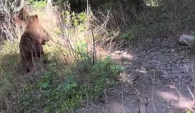 Watch: Kiwi hiker’s grizzly bear encounter caught on camera, ‘holy heck!’ - Stuff