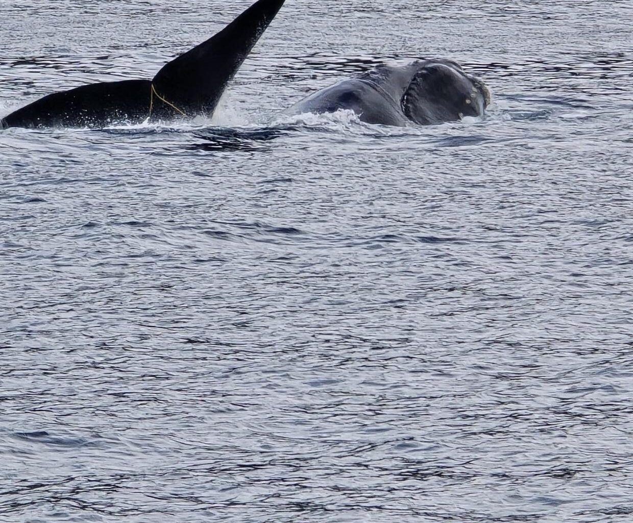 ‘They did exactly the right thing’: Local fishers save rare whale - Stuff