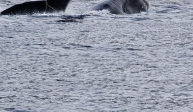 ‘They did exactly the right thing’: Local fishers save rare whale - Stuff