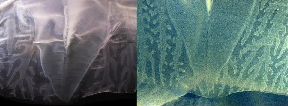 A close-up of the perradial lappets (the large central shape in each image) of Chironex blakangmati (left) and juvenile Chironex yamaguchii (right).