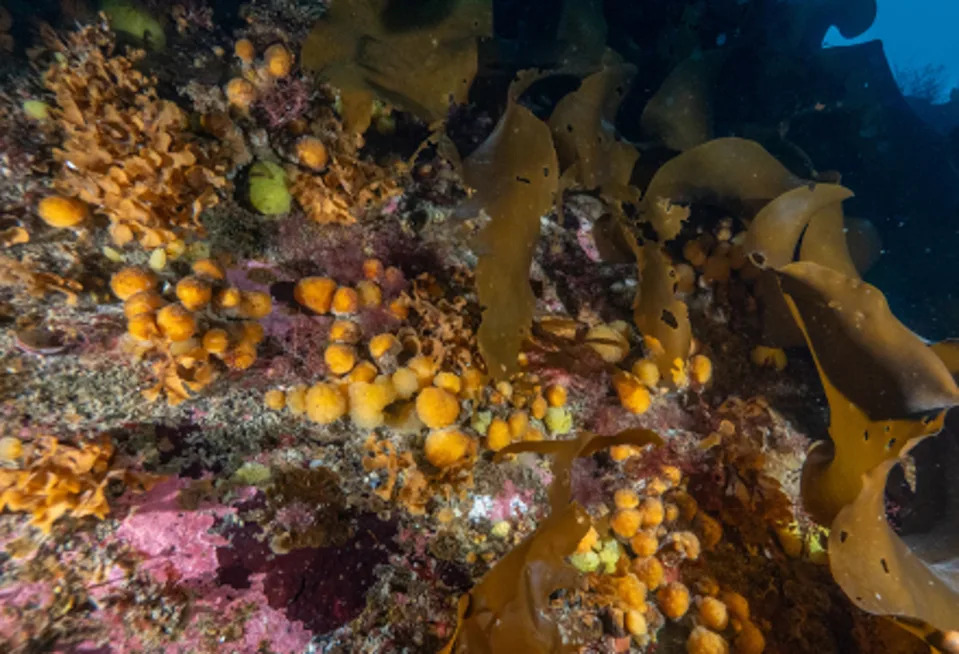 Antarctic sea squirt (USF)