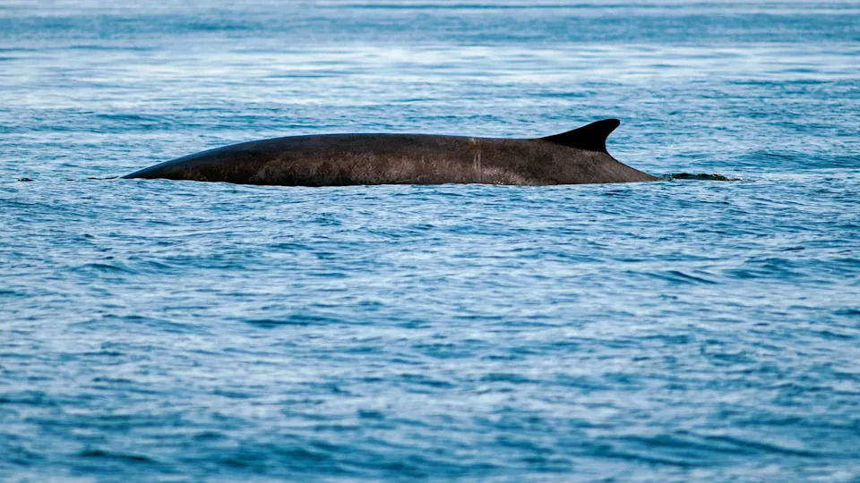 A Enormous Fin Whale's dorsal fin rises above the ocean's surface as it dives in the Gulf of Maine.