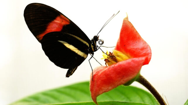 An Incredibly Long-Lived Butterfly May Hold The Secret To Slower Aging