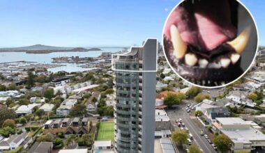 Auckland dog that bit child in Herne Bay allowed to stay with owners under strict rules