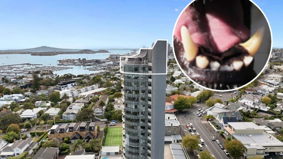 Auckland dog that bit child in Herne Bay allowed to stay with owners under strict rules