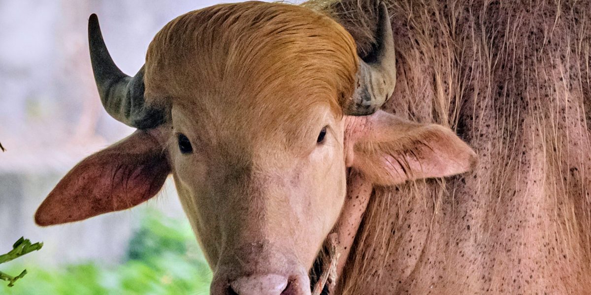He's got golden hair, weighs 1,500 pounds, and he's a rare albino buffalo. Bangladesh is calling him 'Donald Trump'