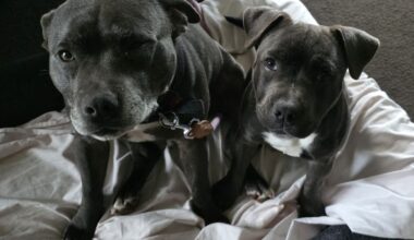 $20k reward offered after two dogs go missing in Ōropi