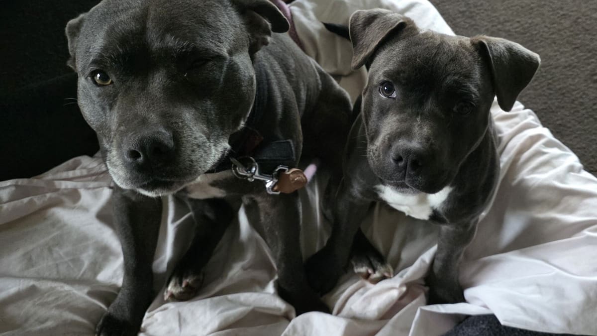 $20k reward offered after two dogs go missing in Ōropi