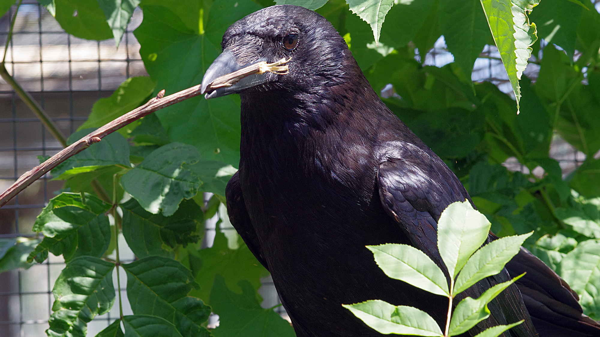 A close up of a black bird with a stick in its mouth