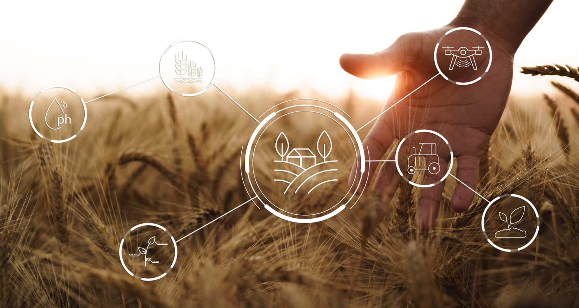 Hand touches wheat in smart farm with data icons for farming technology integration