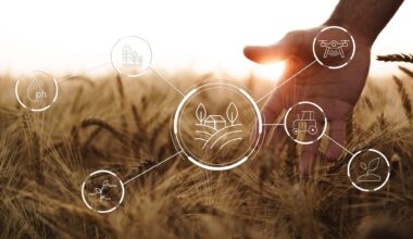 Hand touches wheat in smart farm with data icons for farming technology integration