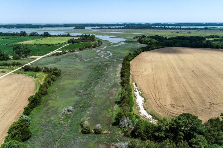 Aerial View of a Tidal Marsh