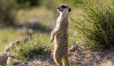 Making and breaking habits help animals survive