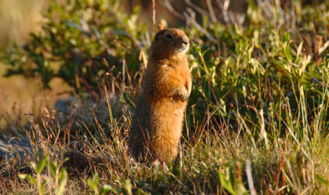 An arctic ground squirrel stands upright among sunlit grass and low shrubs, looking alert in a tundra-like landscape.