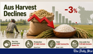 Aus Rice Production Decline In Bangladesh 2026 | Aus rice production drops 3% in FY26