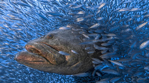 Israeli underwater photo named among World Shootout’s 20 most iconic images