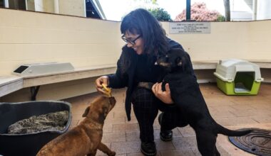 SPCA staff targeted with death threats, harassment from animal ‘vigilante’ groups