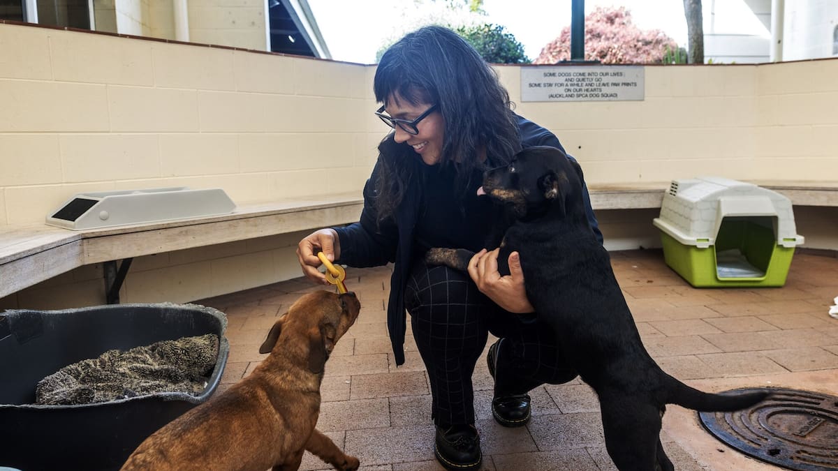 SPCA staff targeted with death threats, harassment from animal ‘vigilante’ groups