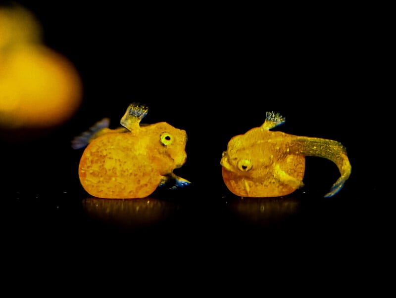 Two tiny, round, orange baby lumpsucker fish with big eyes and small fins are facing each other against a black background.