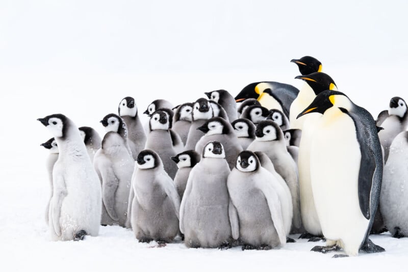 A group of fluffy emperor penguin chicks stands closely together on snow, surrounded by a few adult emperor penguins with black and yellow markings on their heads and necks. The background is bright and snowy.