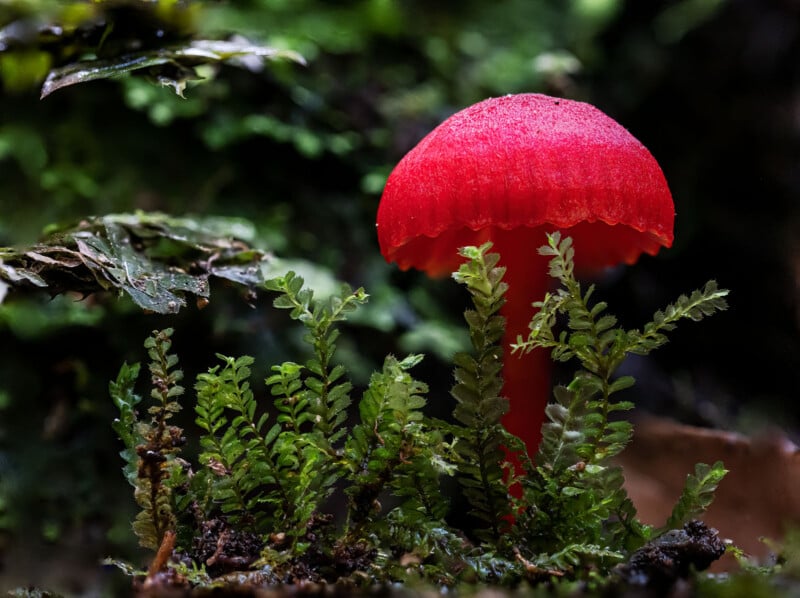 A vibrant red mushroom with a smooth cap grows among lush green moss and small ferns in a forest setting, with blurred foliage in the background.