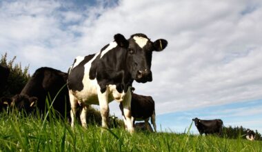 NZ dairy farmers enjoy strong balance sheets but costs are mounting – DairyNZ
