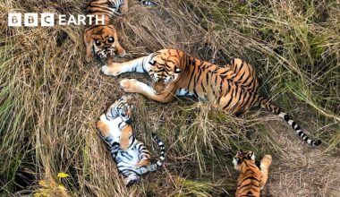 Two Female Tigers Take Turns Babysitting Their Cubs While the Other Grabs a Bite to Eat