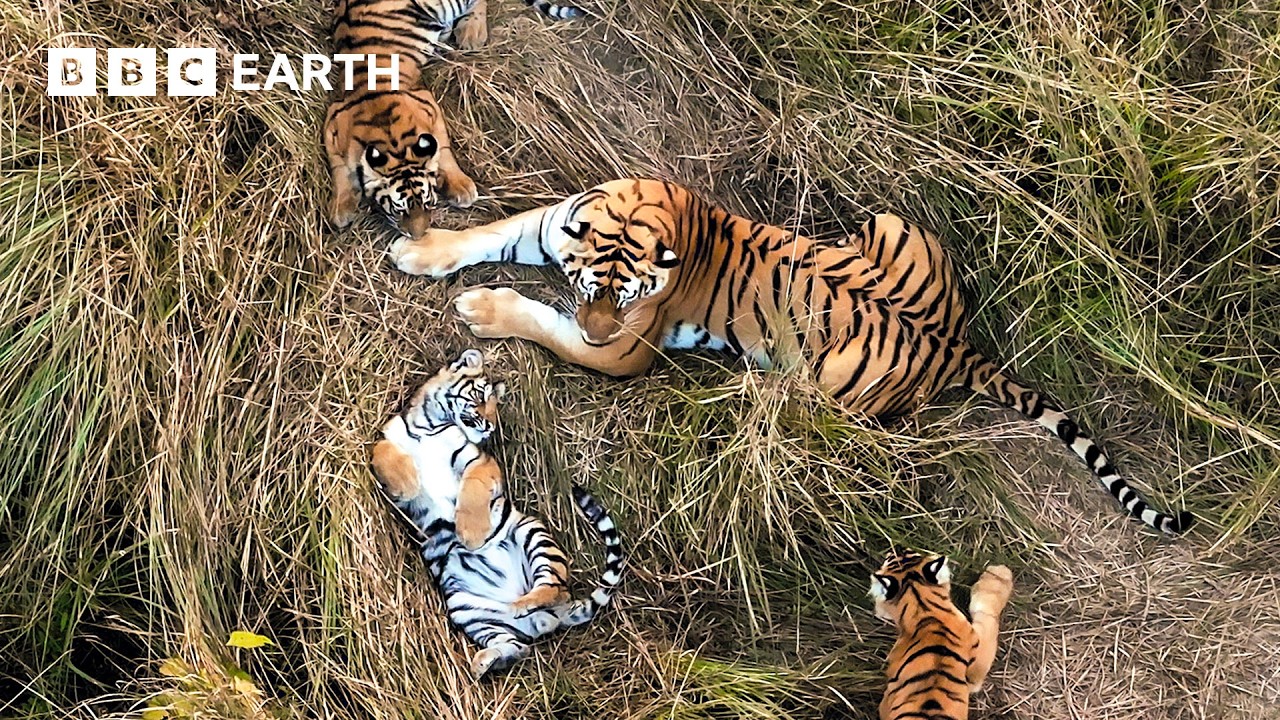 Two Female Tigers Take Turns Babysitting Their Cubs While the Other Grabs a Bite to Eat