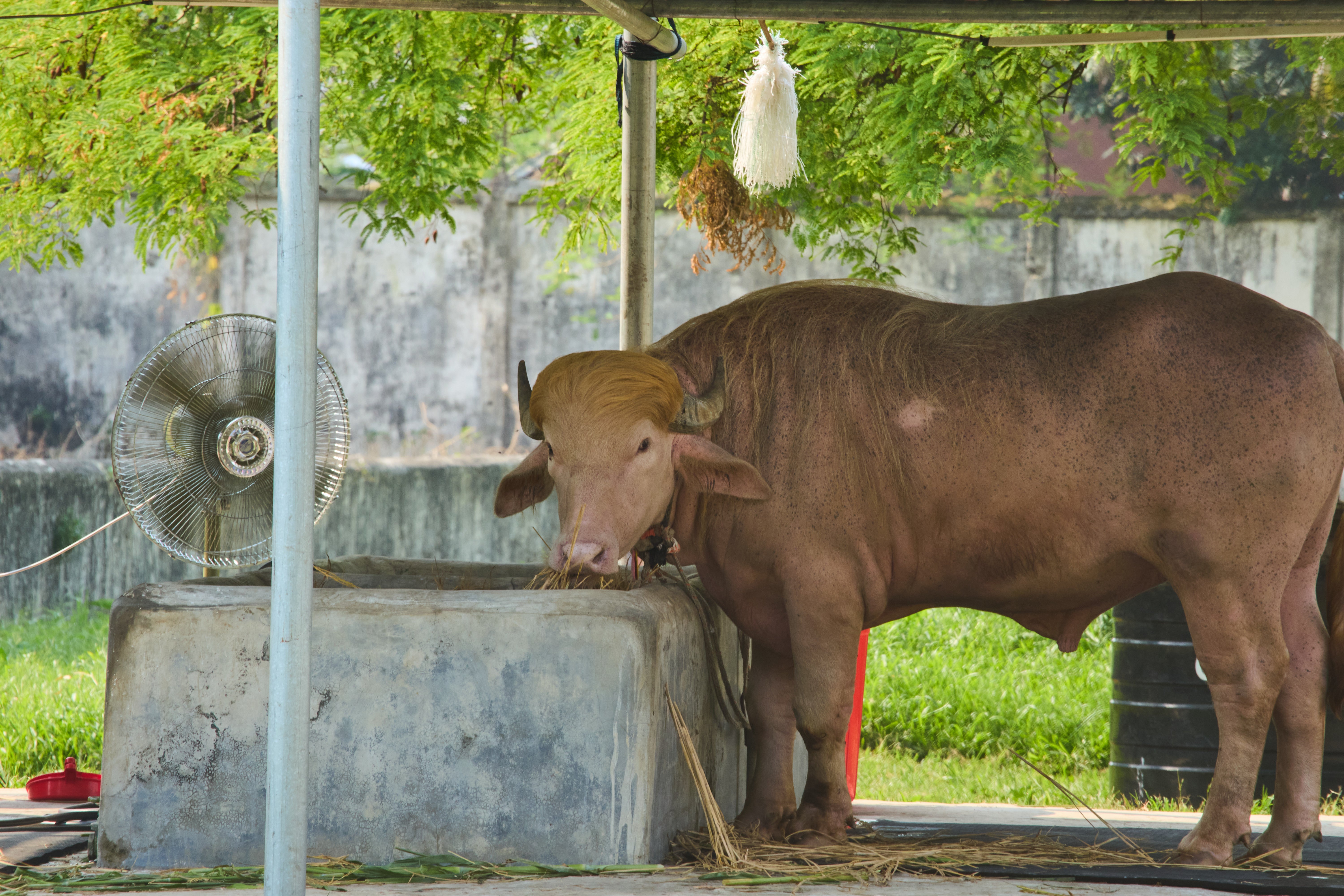 The rare albino buffalo became a sensation when a farmer noticed that his blond tuft of hair resembled the distinctive locks of the U.S. president