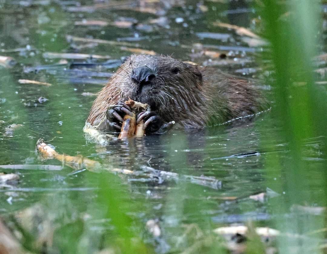 The beavers were introduced in October 2023