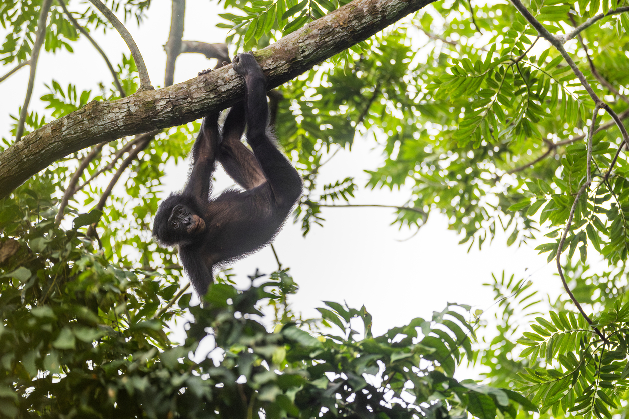 Researchers in Salonga National Park collect behavioral and ecological data to better understand bonobo populations and support their long-term conservation. Photo by Alice Péretié / Chengeta Wildlife.
