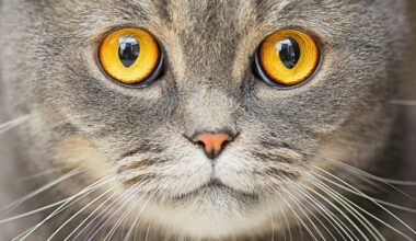 Cat Ownership Linked to Increased Risk of Schizophrenia, Study Suggests : ScienceAlert