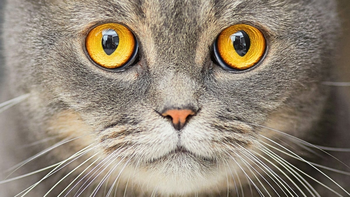 Cat Ownership Linked to Increased Risk of Schizophrenia, Study Suggests : ScienceAlert