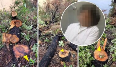 Judge discharges businessman who cut native trees on public land near Tasman property