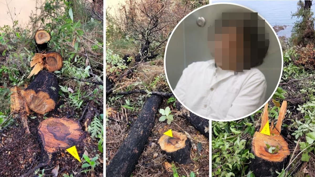 Judge discharges businessman who cut native trees on public land near Tasman property