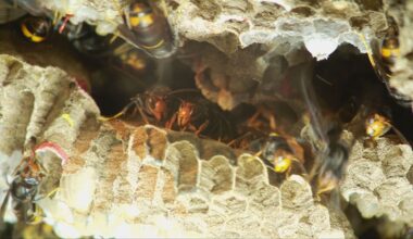 More than 3,000 Asian hornet queens captured in the Channel Islands so far this year