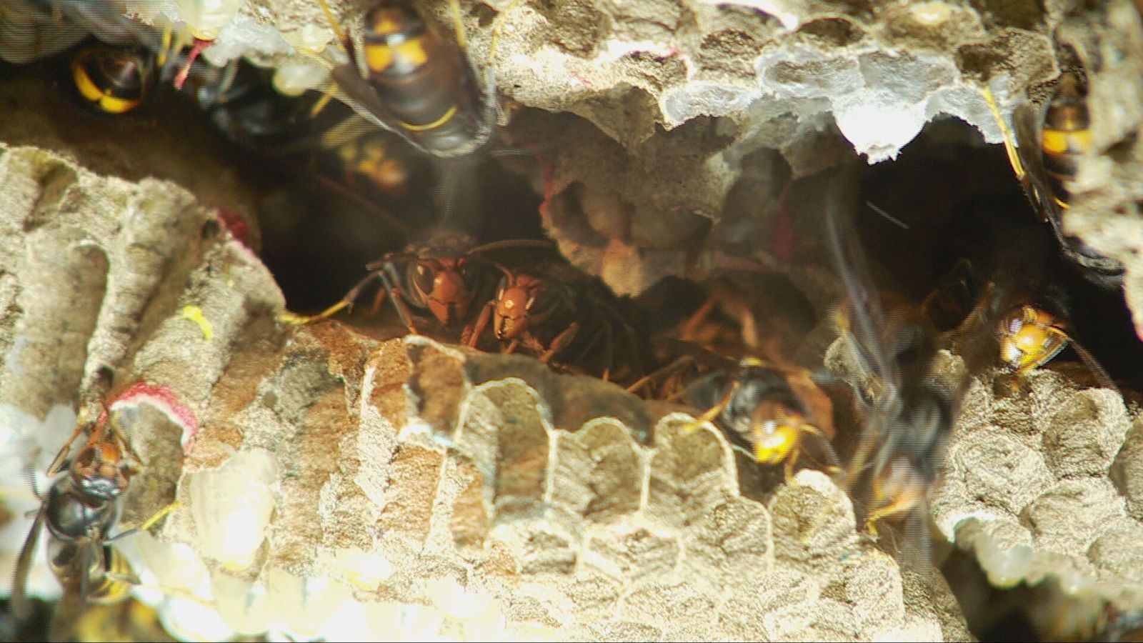 More than 3,000 Asian hornet queens captured in the Channel Islands so far this year