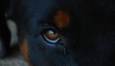Victim urged to come forward after West Auckland dog attack